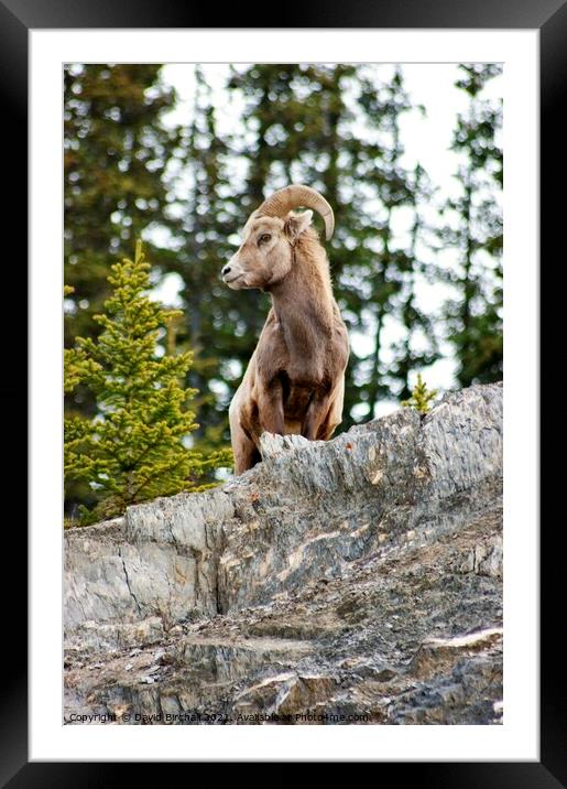 Canadian bighorn sheep in natural environment. Framed Mounted Print by David Birchall