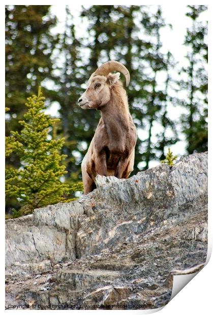 Canadian bighorn sheep in natural environment. Print by David Birchall