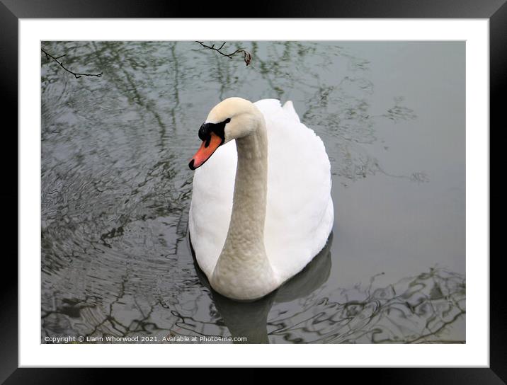 Swan with tree reflections Framed Mounted Print by Liann Whorwood