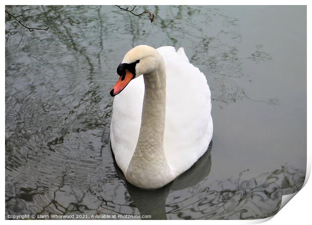 Swan with tree reflections Print by Liann Whorwood