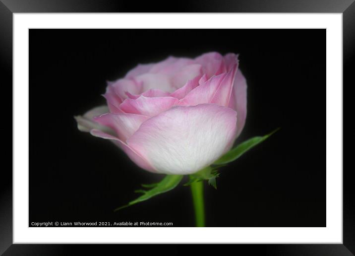 Pink Rose Framed Mounted Print by Liann Whorwood