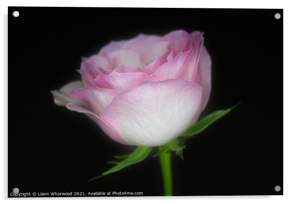 Pink Rose Acrylic by Liann Whorwood