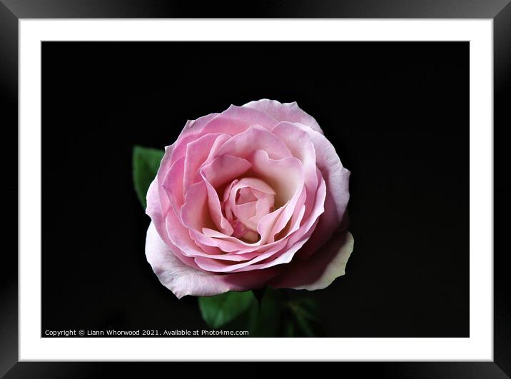 Pink Rose flower black background  Framed Mounted Print by Liann Whorwood