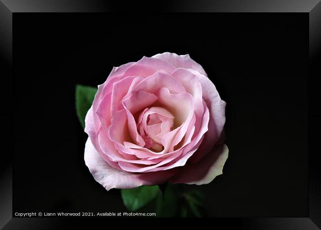 Pink Rose flower black background  Framed Print by Liann Whorwood