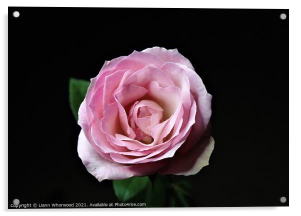 Pink Rose flower black background  Acrylic by Liann Whorwood