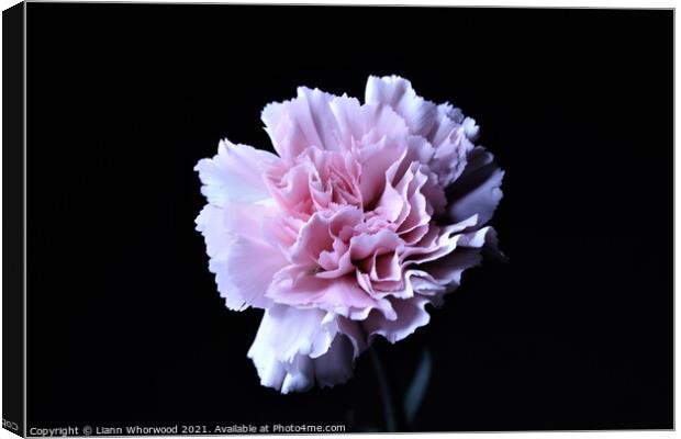 Pink Carnation Flower Canvas Print by Liann Whorwood