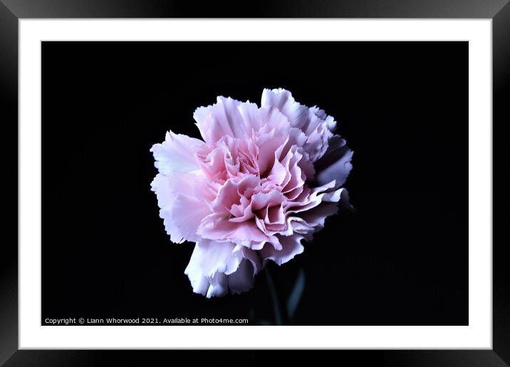 Pink Carnation Flower Framed Mounted Print by Liann Whorwood