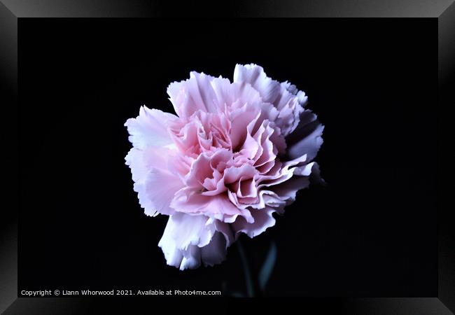 Pink Carnation Flower Framed Print by Liann Whorwood