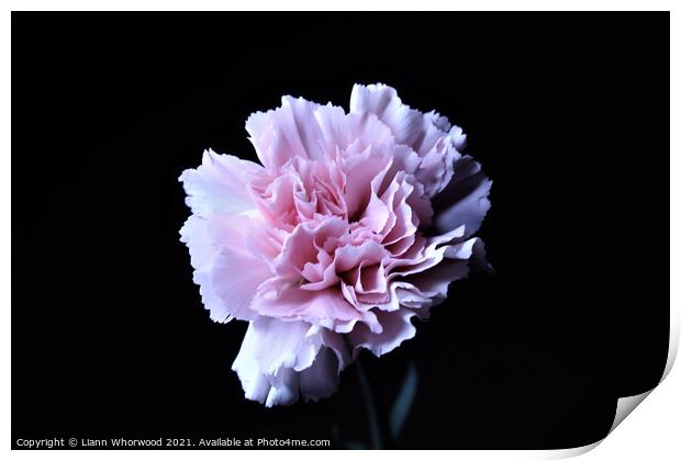 Pink Carnation Flower Print by Liann Whorwood
