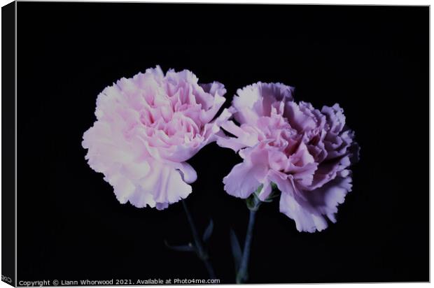 Pink Carnations Canvas Print by Liann Whorwood