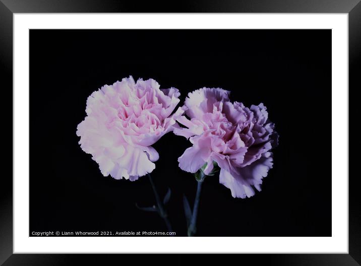 Pink Carnations Framed Mounted Print by Liann Whorwood