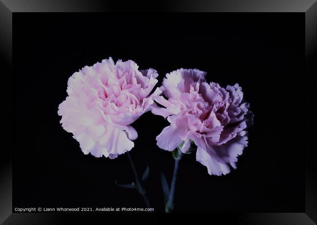 Pink Carnations Framed Print by Liann Whorwood