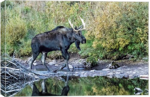 Bull Moose near the Beaver's Lodge at Maroon Lake, No. 2 Canvas Print by Belinda Greb