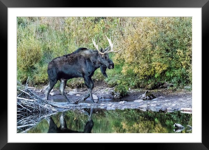 Bull Moose near the Beaver's Lodge at Maroon Lake, No. 2 Framed Mounted Print by Belinda Greb