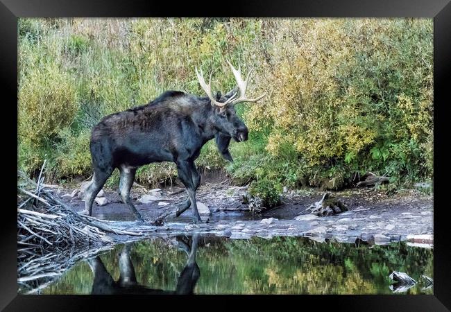 Bull Moose near the Beaver's Lodge at Maroon Lake, No. 2 Framed Print by Belinda Greb