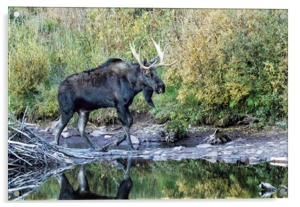 Bull Moose near the Beaver's Lodge at Maroon Lake, No. 2 Acrylic by Belinda Greb