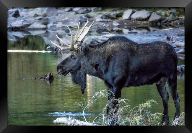 Bull Moose Contemplating Where to Go Framed Print by Belinda Greb