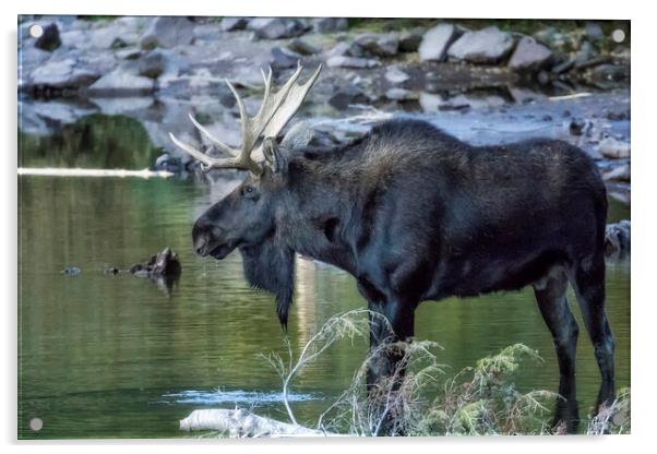 Bull Moose Contemplating Where to Go Acrylic by Belinda Greb