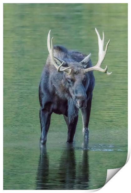 Bull Moose Checking Out The People, No. 2 Print by Belinda Greb