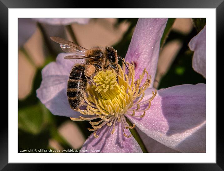 Pollen-laden masonry bee Framed Mounted Print by Cliff Kinch