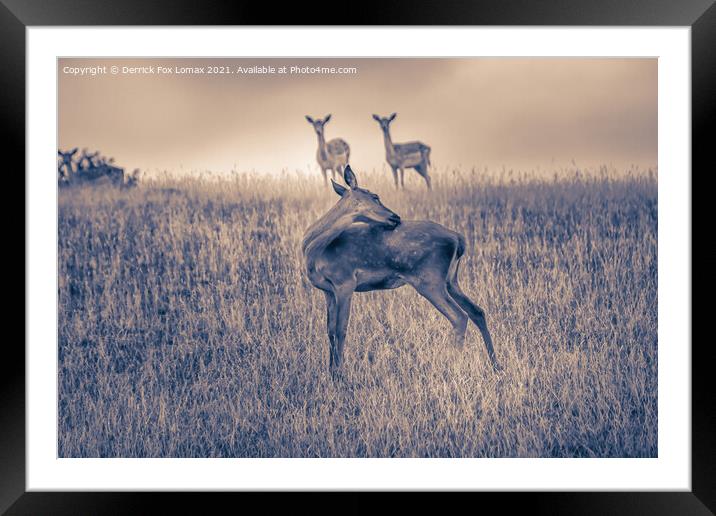 Fallow deer  in yorkshire Framed Mounted Print by Derrick Fox Lomax