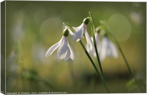 Pure White Snowdrops in Spring Canvas Print by Imladris 