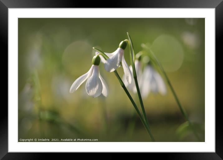 Pure White Snowdrops in Spring Framed Mounted Print by Imladris 