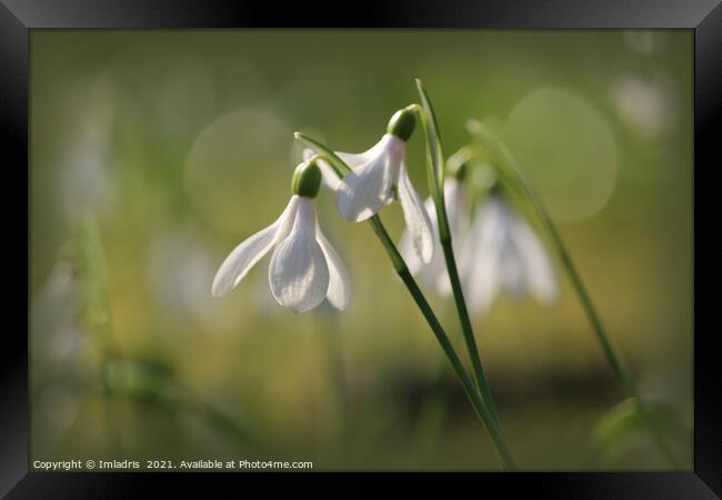 Pure White Snowdrops in Spring Framed Print by Imladris 