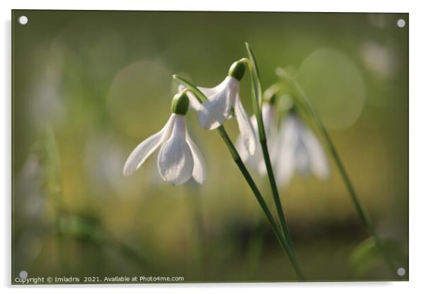 Pure White Snowdrops in Spring Acrylic by Imladris 