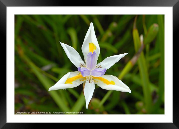 Fairy Iris (Dietes Grandiflora) Framed Mounted Print by Laszlo Konya