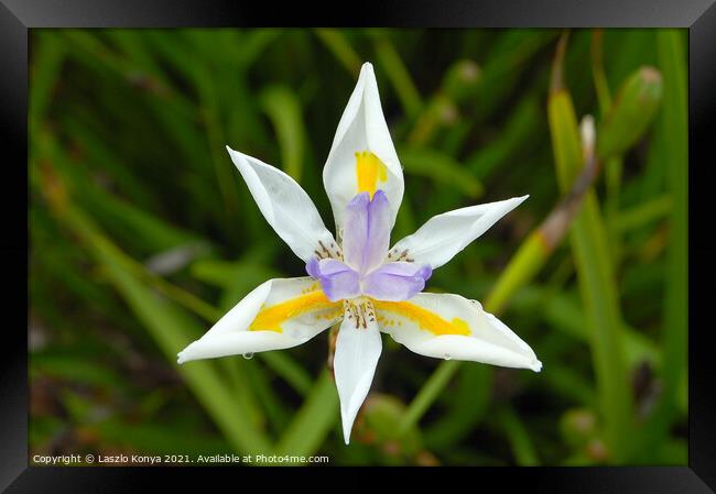 Fairy Iris (Dietes Grandiflora) Framed Print by Laszlo Konya