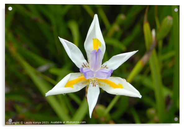 Fairy Iris (Dietes Grandiflora) Acrylic by Laszlo Konya