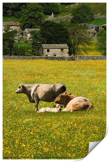 Cows in hay meadows at Muker, Swaledale Print by Chris North