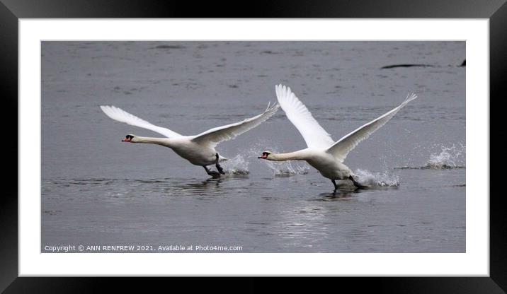 All Clear for Takeoff. Framed Mounted Print by ANN RENFREW