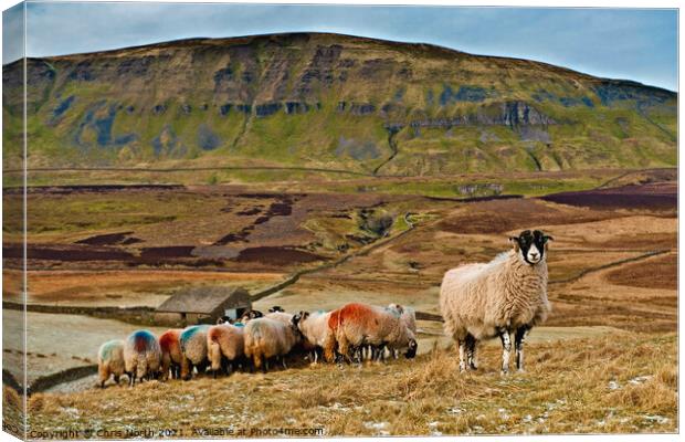 Sheep on Fawcett Moor. Horton in Ribblesdale North Yorkshire. Canvas Print by Chris North