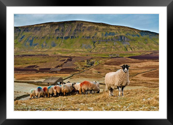 Sheep on Fawcett Moor. Horton in Ribblesdale North Yorkshire. Framed Mounted Print by Chris North