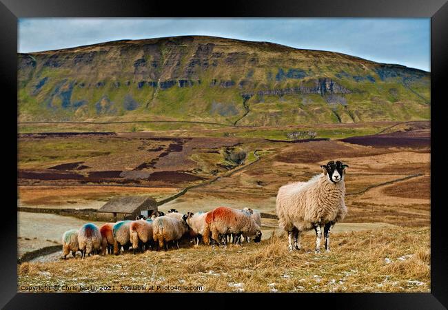Sheep on Fawcett Moor. Horton in Ribblesdale North Yorkshire. Framed Print by Chris North