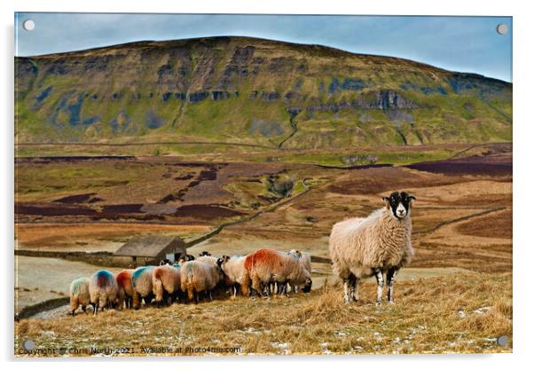 Sheep on Fawcett Moor. Horton in Ribblesdale North Yorkshire. Acrylic by Chris North