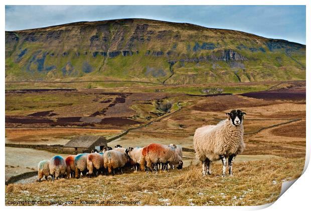 Sheep on Fawcett Moor. Horton in Ribblesdale North Yorkshire. Print by Chris North