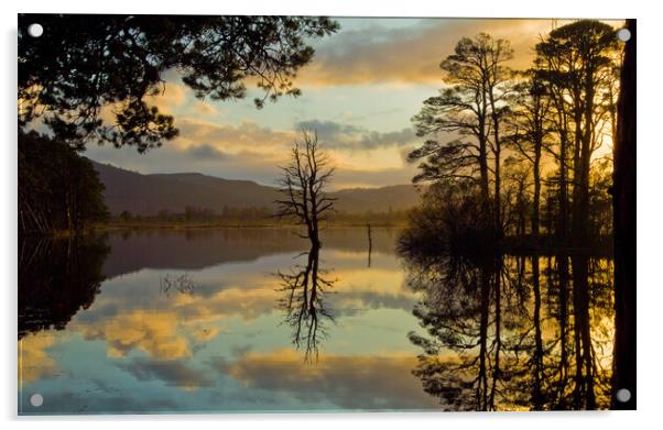 Loch Mallachie, Cairngorms at Sunset Acrylic by David Ross