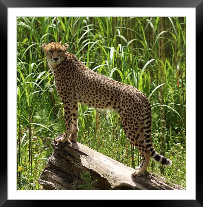Cheetah ~ Acinonyx Jubatus Framed Mounted Print by Sandi-Cockayne ADPS