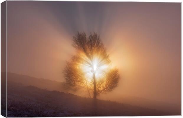 The Tree of Life. Peak District sunrise Canvas Print by John Finney