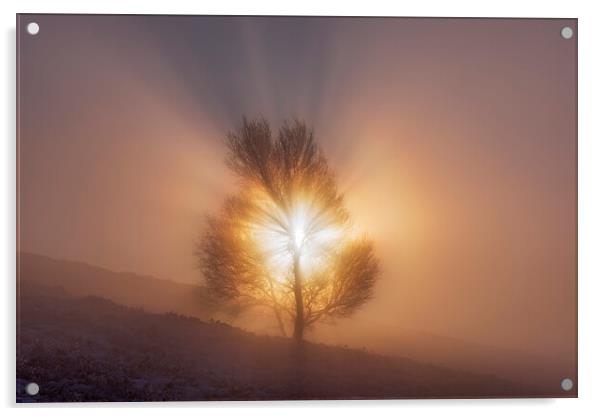 The Tree of Life. Peak District sunrise Acrylic by John Finney