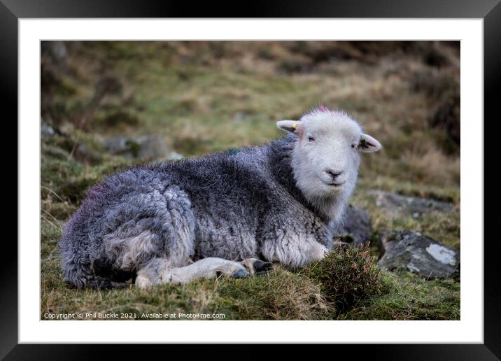 Herdwick Sheep Framed Mounted Print by Phil Buckle