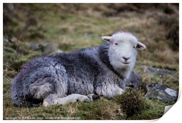 Herdwick Sheep Print by Phil Buckle