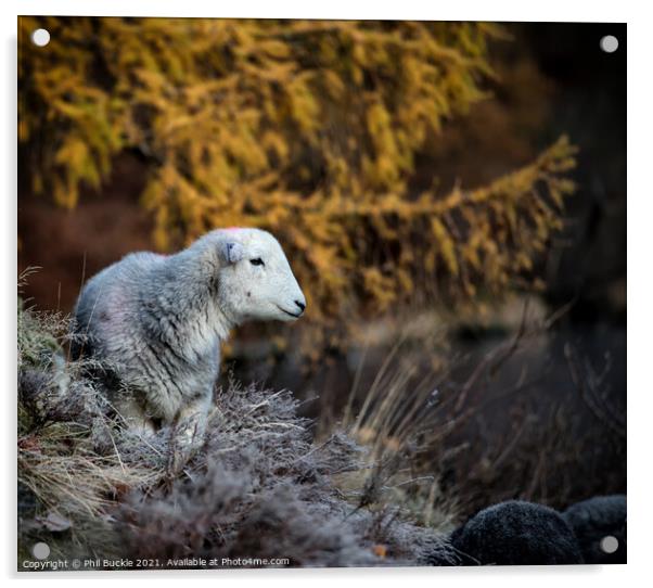 Ullswater Herdwick Sheep Acrylic by Phil Buckle