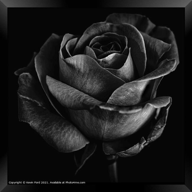 Black Rose Framed Print by Kevin Ford