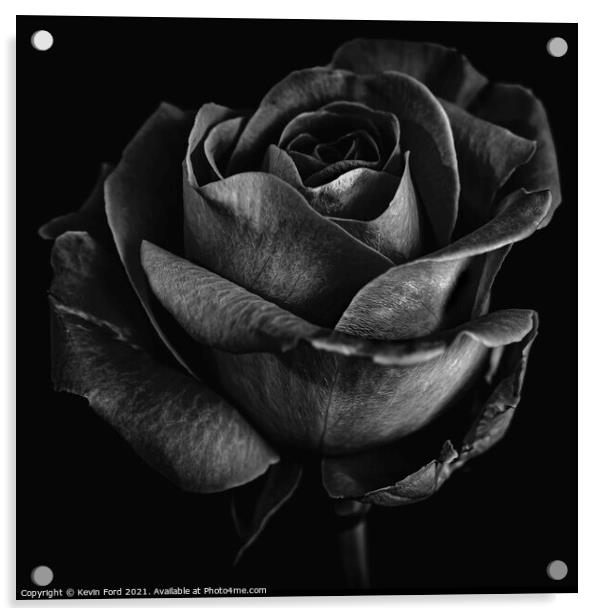 Black Rose Acrylic by Kevin Ford