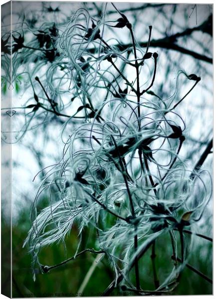 Natures Winter feathers Canvas Print by Colin Richards
