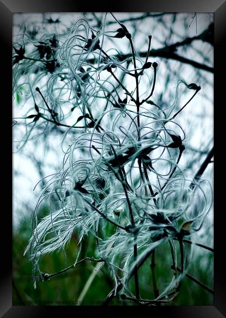 Natures Winter feathers Framed Print by Colin Richards